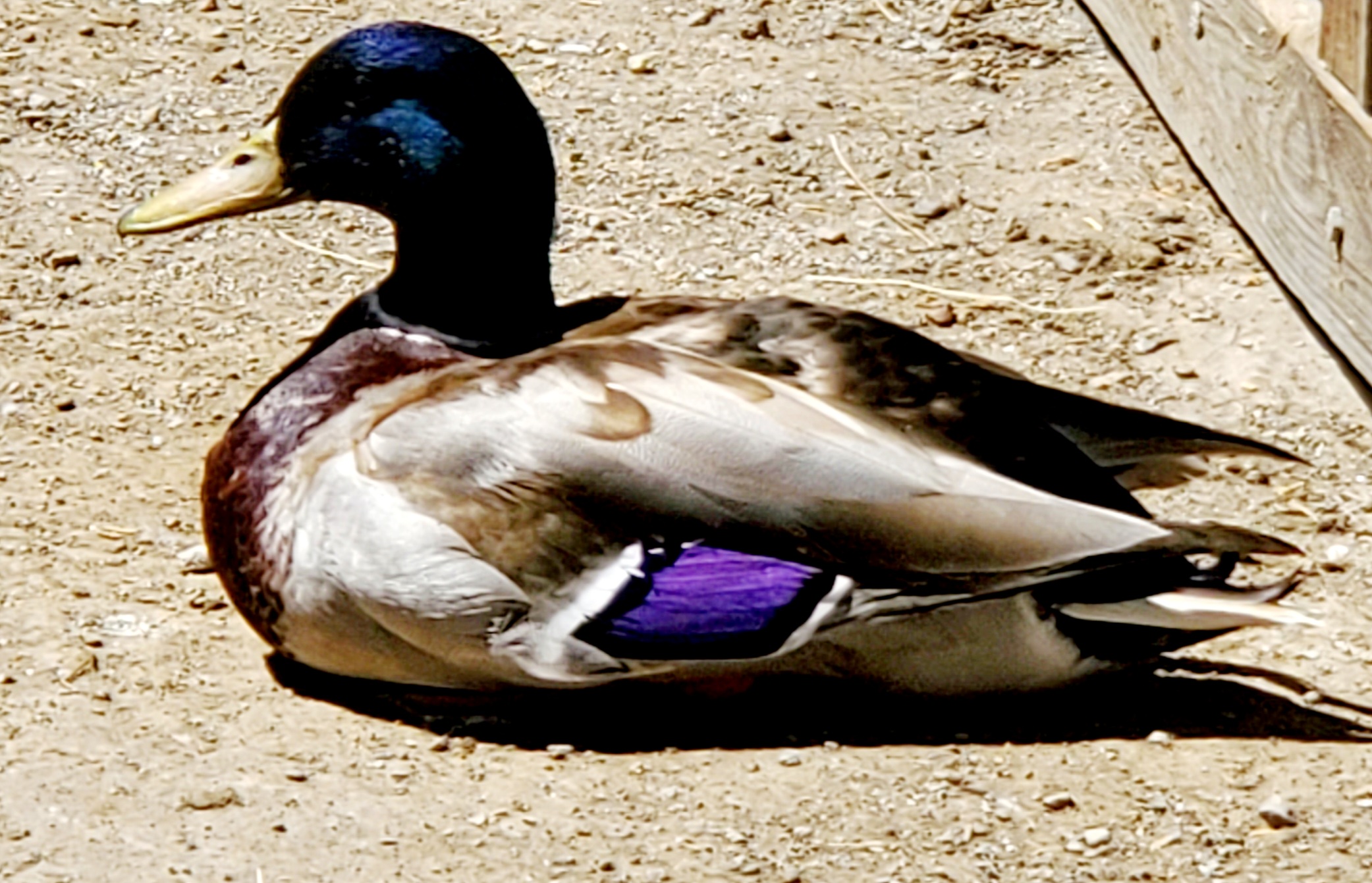 Mallard Ducks – Big Bear Zoo